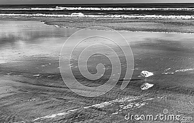 Isolated Seagull on the beach Stock Photo