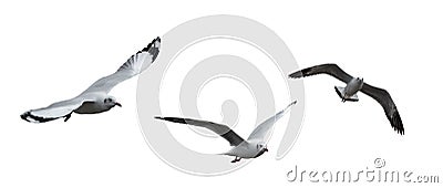 Isolated Seagull Birds Stock Photo