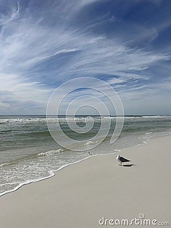 Isolated seagull standing on beach shoreline Stock Photo