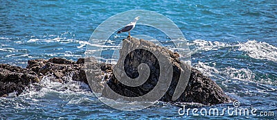 Isolated seagull standing on the rock on the sea screaming Stock Photo