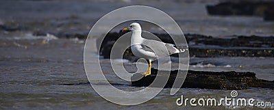 Isolated seagull on a beach rock Stock Photo