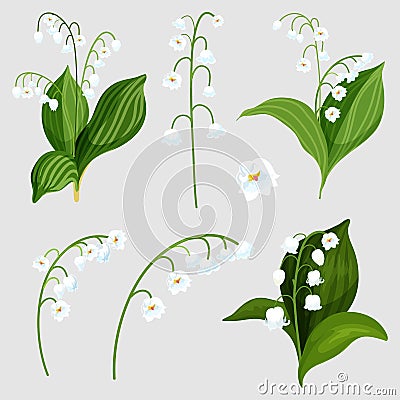 Isolated set lily of the valley bouquet elements Vector Illustration