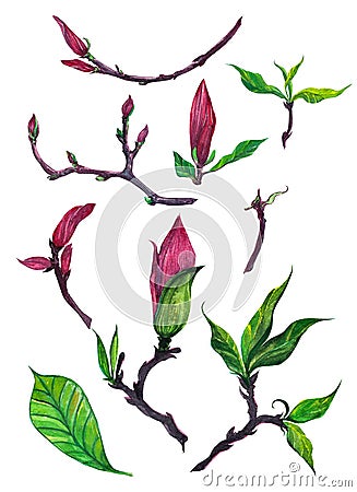 Isolated set of magnolia buds Stock Photo