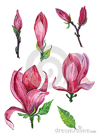 Isolated set of magnolia buds and leaves Stock Photo