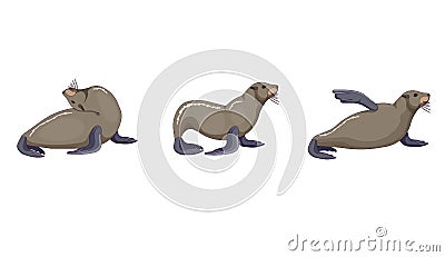 Isolated set of Sea lions in Cartoon design style, vector eared seal or California sea lion in dynamic on white isolated Vector Illustration