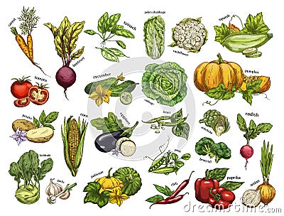 Isolated set vegetables harvest for vegan market Vector Illustration