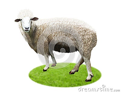 Isolated Sheep standing full. Stock Photo