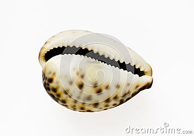 Isolated shell Stock Photo