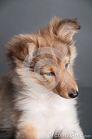 Isolated shetland sheepdog puppy in the studio, cute portrait of a sheltie puppy Stock Photo