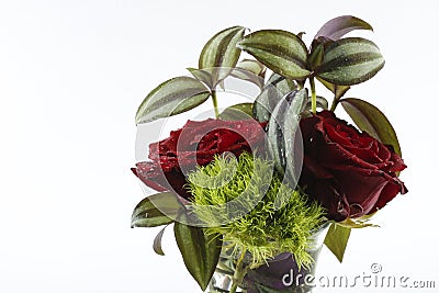 Isolated shoot of red rose and tradescantia zebrina plant. Stock Photo