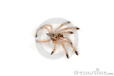 Isolated shoot of spider`s molt Stock Photo