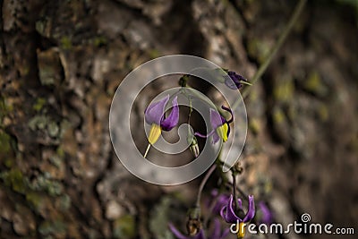 Isolated shot of climbing nightshade Stock Photo