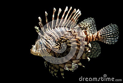 Isolated shot of a Lion fish Stock Photo