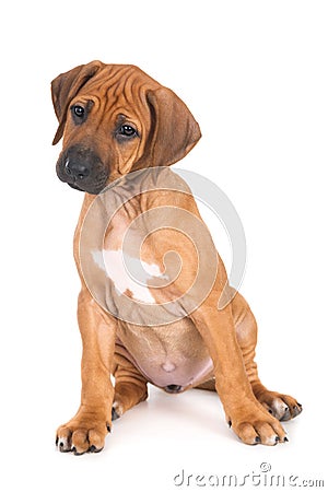 Isolated shot of Rhodesian Ridgeback puppy sitting in front of white background looking at camera Stock Photo