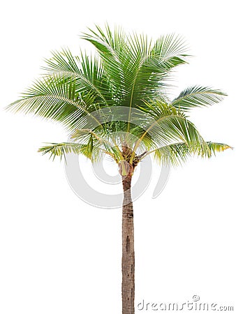 Isolated single coconut tree Stock Photo