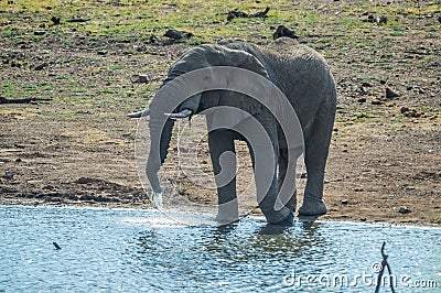An single lone African elephant in musth walking in a game reserve Stock Photo
