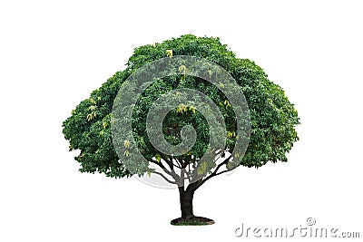 Isolated single mango tree on white with clipping path Stock Photo