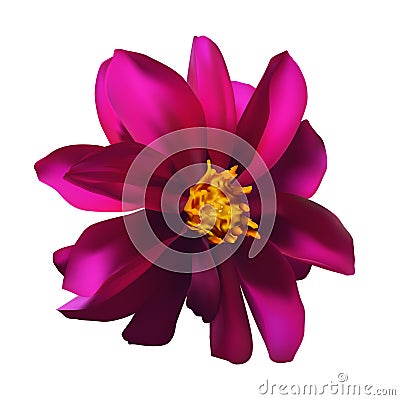 isolated single purple flower on white background, vector Vector Illustration
