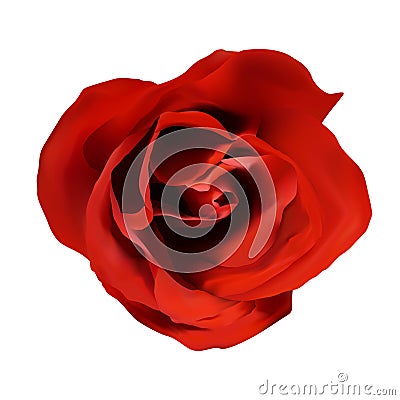 Isolated single red rose on white background, realistic flower Vector Illustration