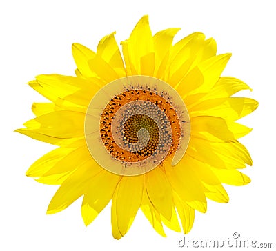 Isolated Single Sunflower On White Stock Photo