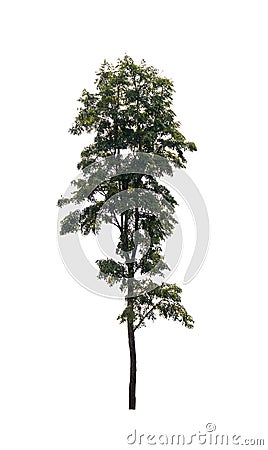 Isolated single tree greenery botanical Stock Photo