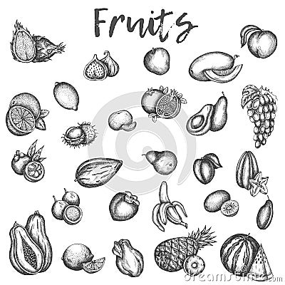 Isolated sketches of fruits. Apple and melon, avocado and kiwi Sketch of vinage vector icons of plum, peach and mango Vector Illustration