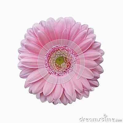Isolated soft pink gerbera daisy flower Stock Photo