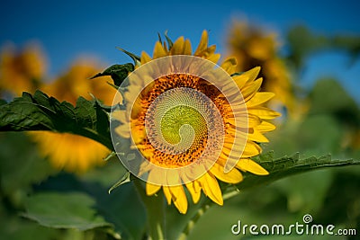 Isolated sunflowers under the early morning sun Stock Photo