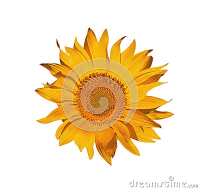 Isolated sunflower on white Stock Photo