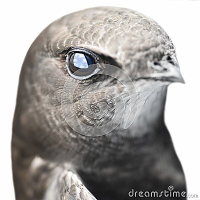 Isolated swift bird on a white background Stock Photo