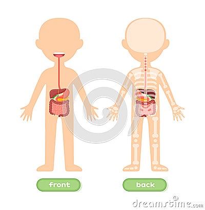 Isolated Template of Human Kid Body and Digestive system. Front Back view. Internal Organs Stomach Liver Intestines. Illustration Vector Illustration