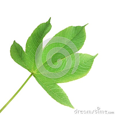 Isolated to Green leaves on white background Used for learning about the nature of plants, including their characteristics. Stock Photo
