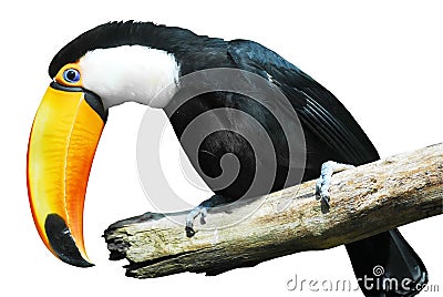 Isolated toco toucan Stock Photo