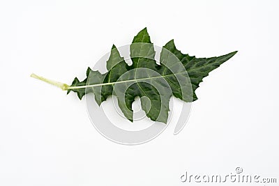 Isolated top view fresh green sea holly or acanthus ebracteatus Stock Photo