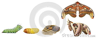 Isolated tranfsformation from caterpillar to butterfly of Atlas Stock Photo