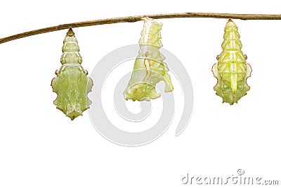 Isolated transformation caterpillar of Tabby butterfly Pseudergolis wedah preparing to chrysalis on white Stock Photo