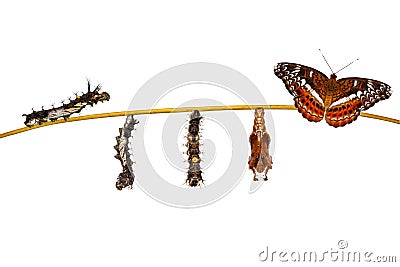 Isolated transformation caterpillar to pupa of commander butterfly resting on twig Stock Photo