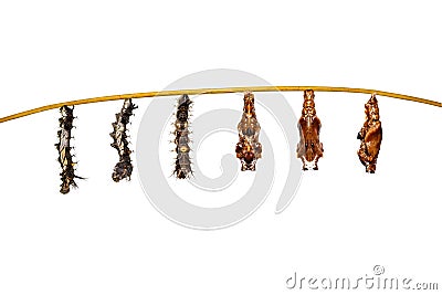 Isolated transformation caterpillar to pupa of commander butterfly resting on twig Stock Photo