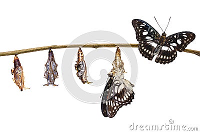 Isolated transformation from chrysalis of Black-veined sergeant Stock Photo