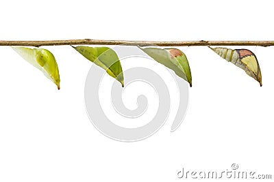 Isolated transformation chrysalis of great orange tip butterfly Stock Photo