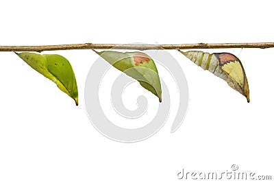 Isolated transformation chrysalis of great orange tip butterfly Stock Photo