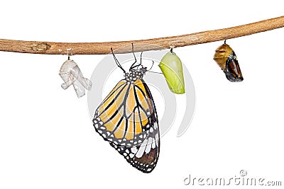 Isolated transformation of common tiger butterfly emerging from cocoon Stock Photo