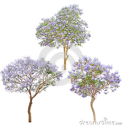 Isolated tree Stock Photo