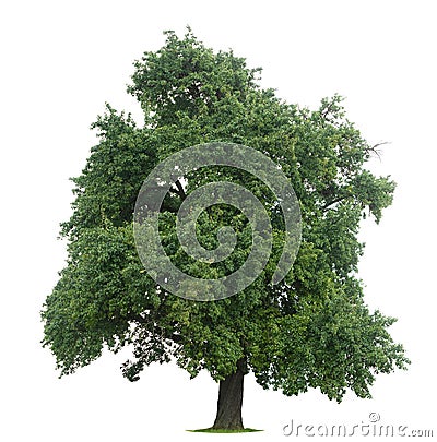 Isolated Tree Stock Photo