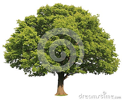 Isolated tree Stock Photo