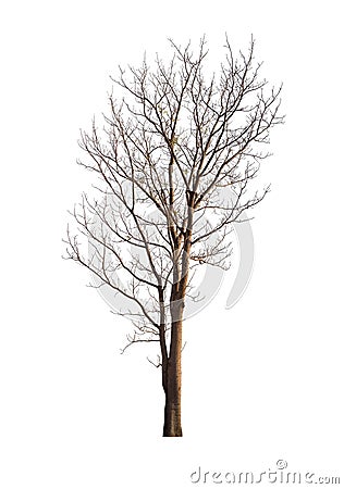 Isolated tree with no leaves on white background Stock Photo