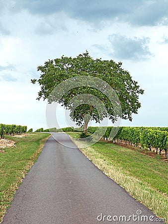 Isolated tree by the side of a country road amidst vineyards in the Charentes region Stock Photo