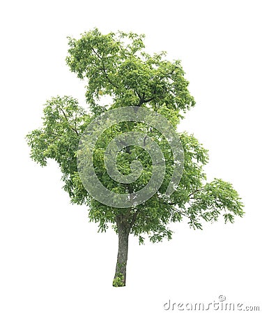 Isolated tree on white background. Stock Photo