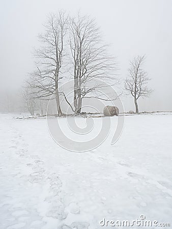 Isolated trees and forgotten bale of hay in the snow. Winter wonderland Stock Photo
