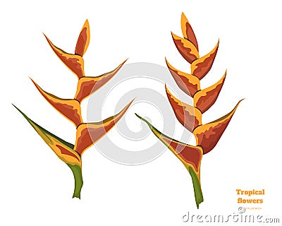 Isolated tropical flowers. Heliconia image. Design elements. Exotic bud. Orange floral plant. Jungle flora Vector Illustration